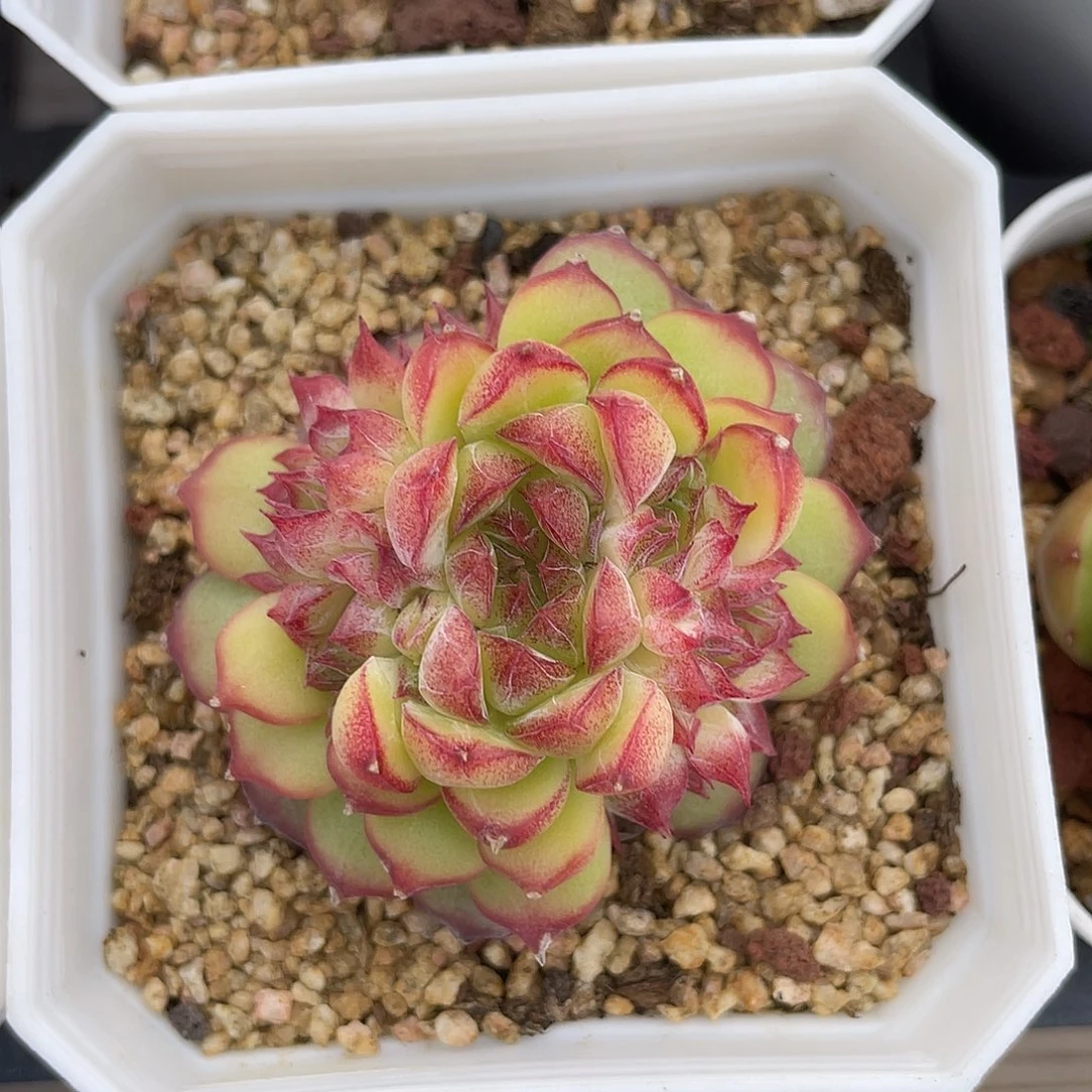 优选女王福利272