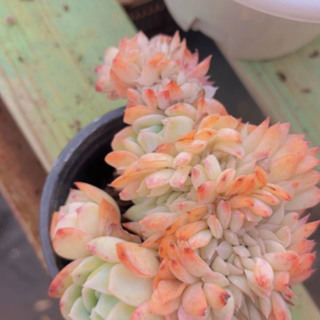 【闪购商品】莎莎缀13214