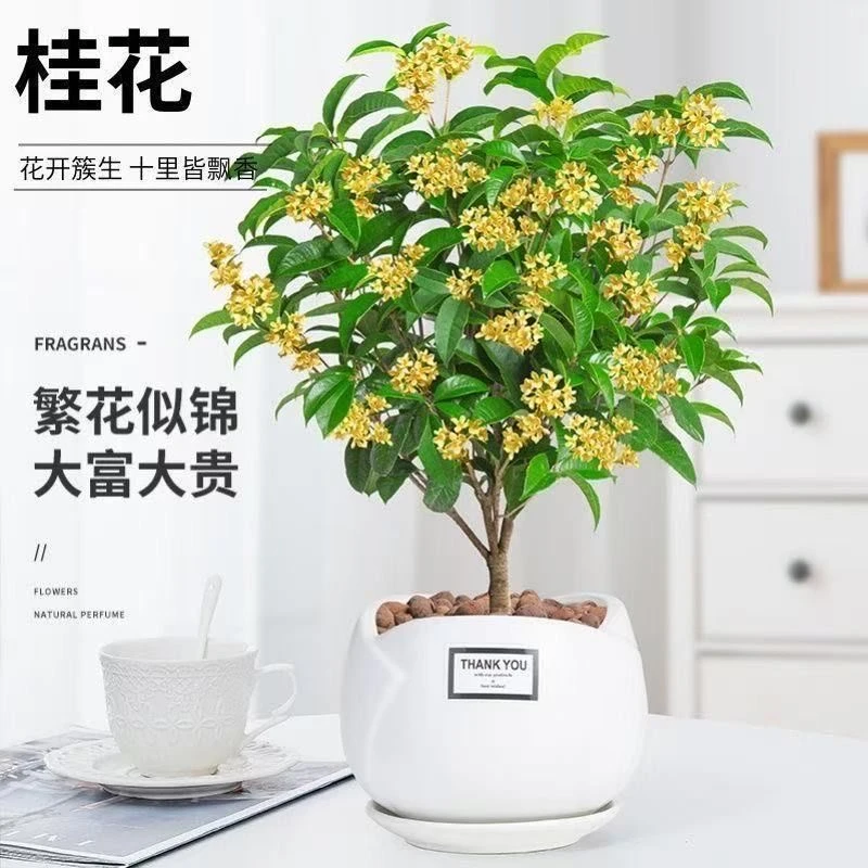 四季桂【佛顶珠】带香味阳台植物四季常绿