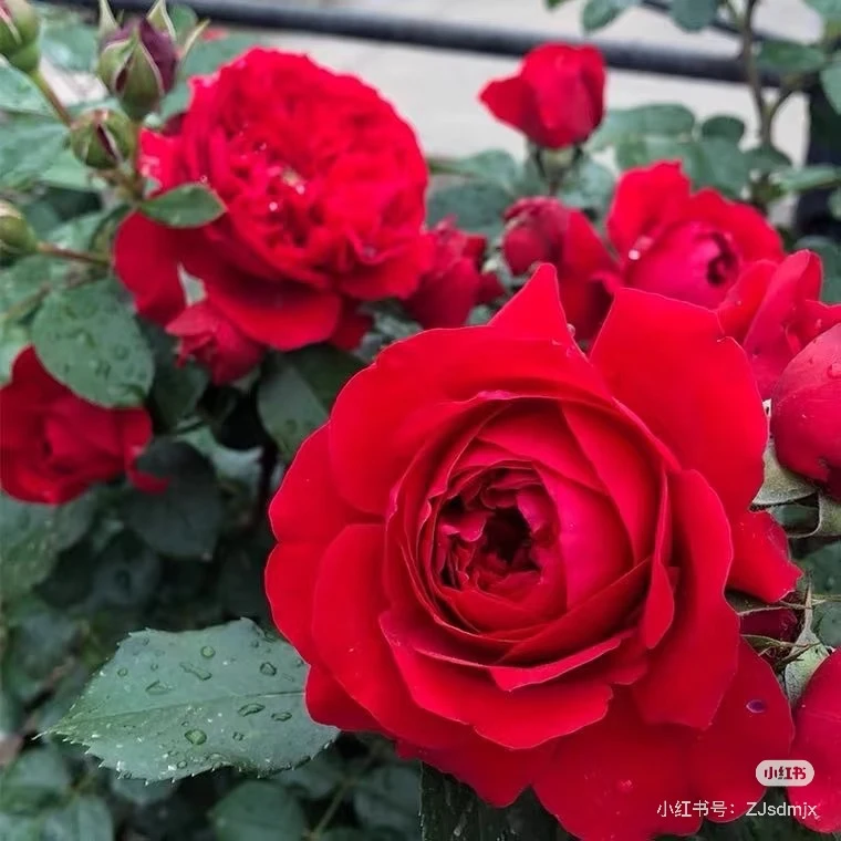 2加仑【一物一拍】四季开花月季 庭院阳台盆栽