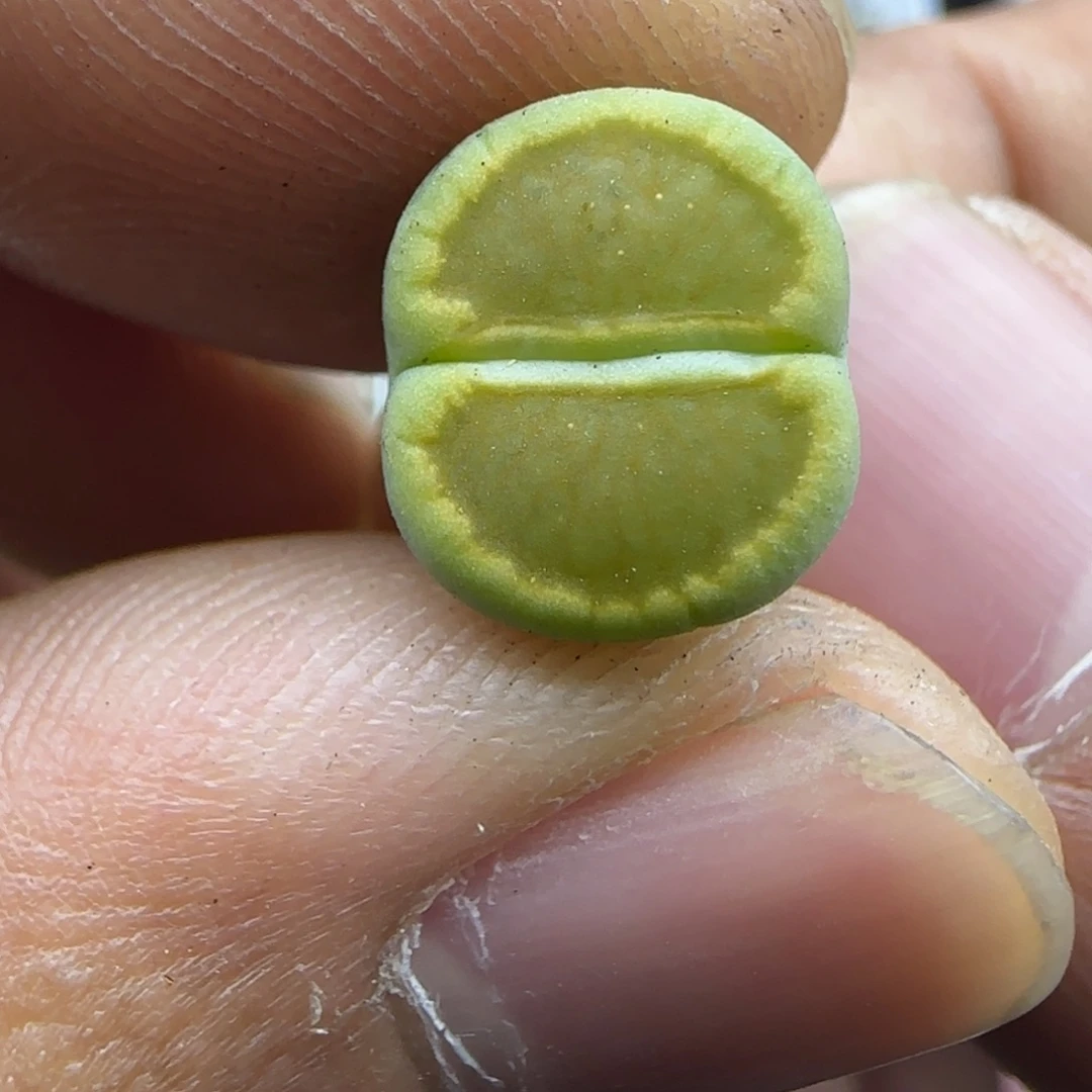 282 生石花大棚直播