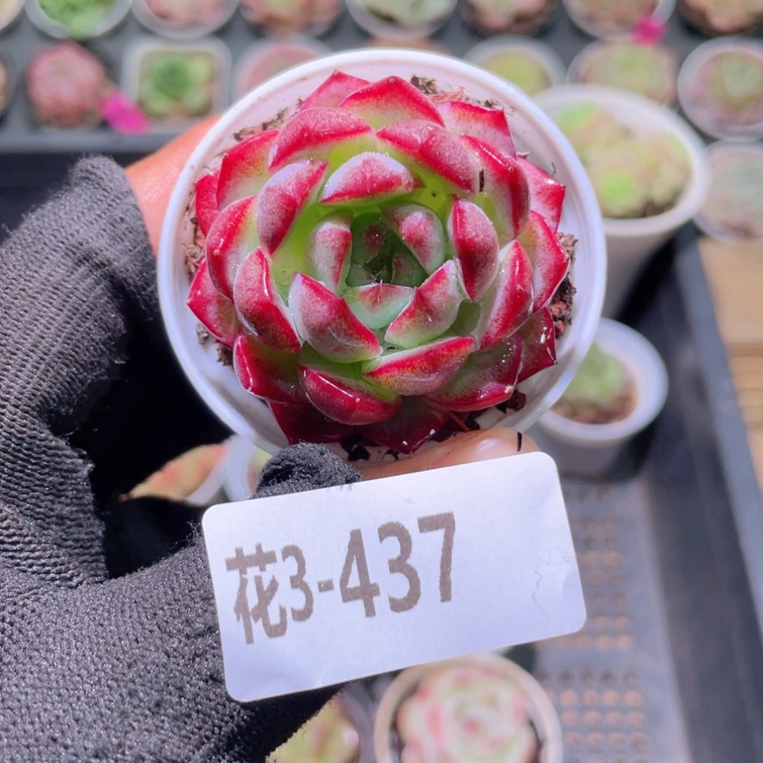 花利美3-437女王
