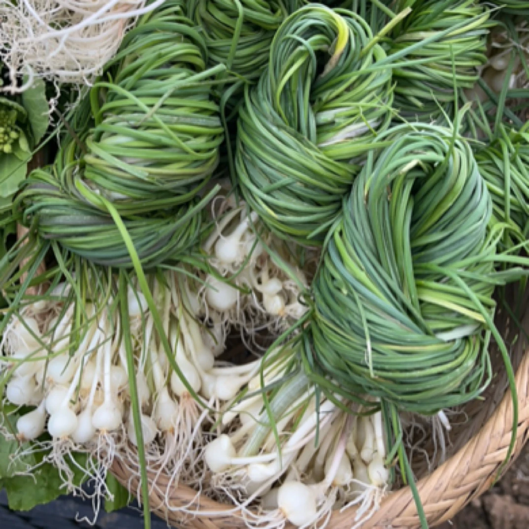 湖南野葱新鲜现挖野生小根蒜香葱胡葱苦蒜