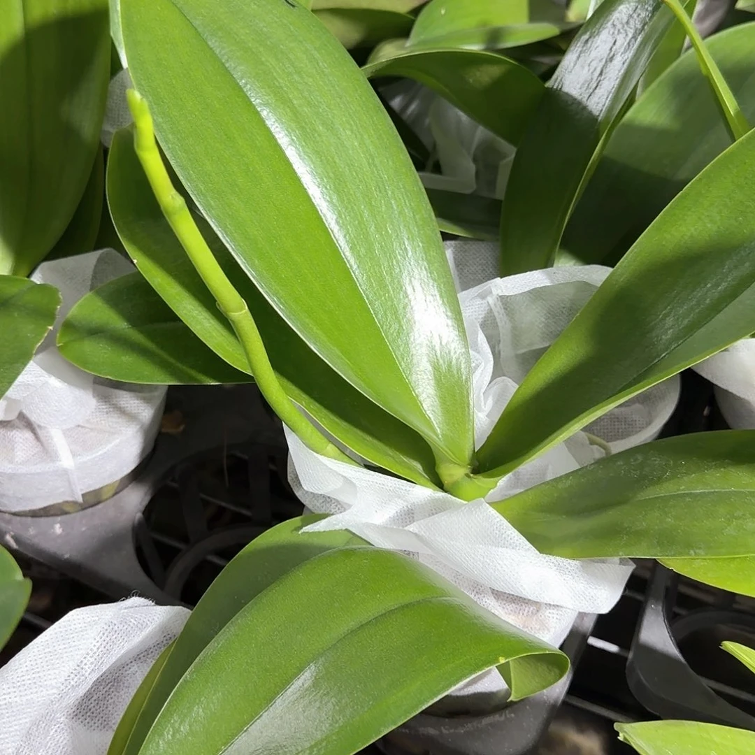 无花朵费拉拉带梗 椰壳