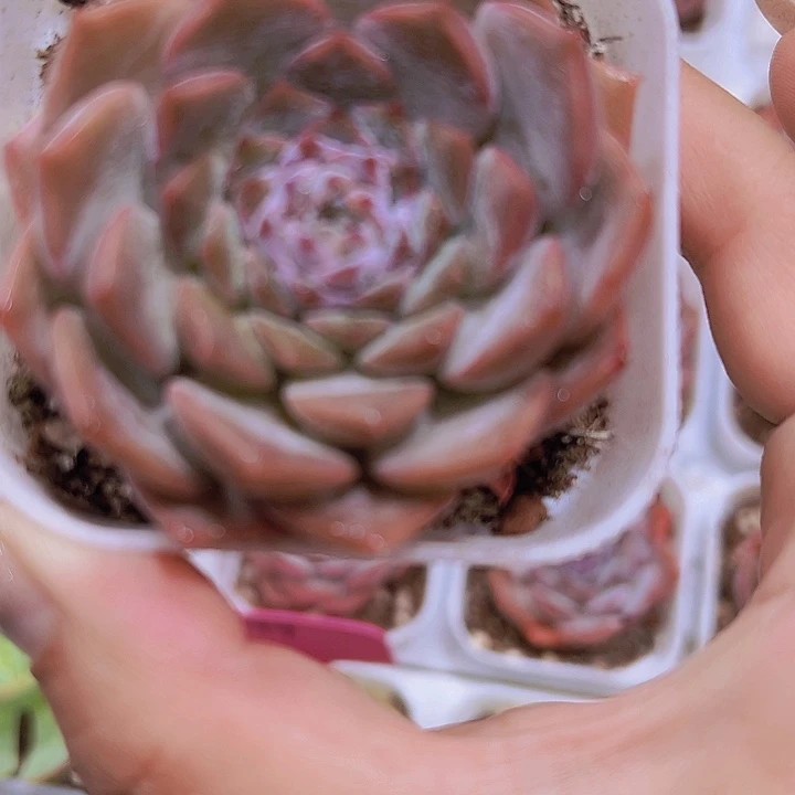 恩宠19包邮多肉植物哦