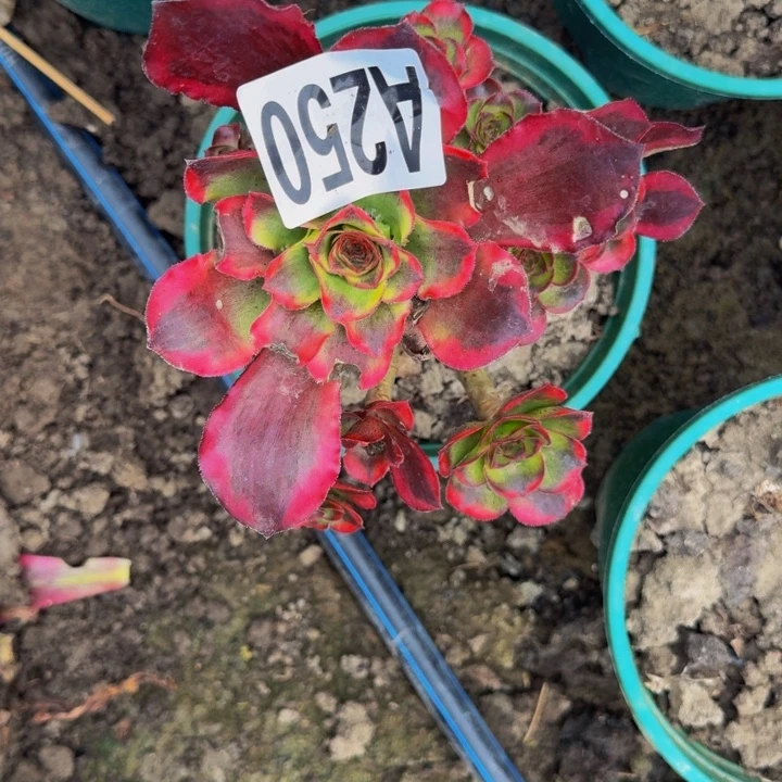 魅影花25-48包邮花花