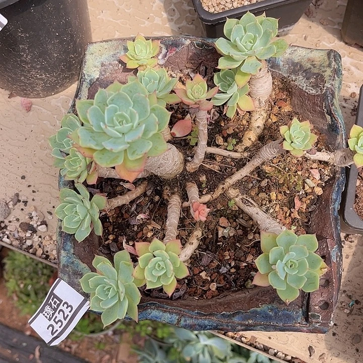 海啸2523多肉植物