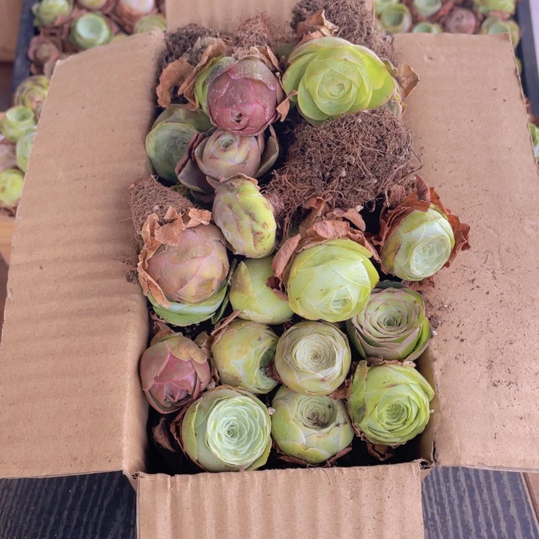 保底三十二颗量拍88888