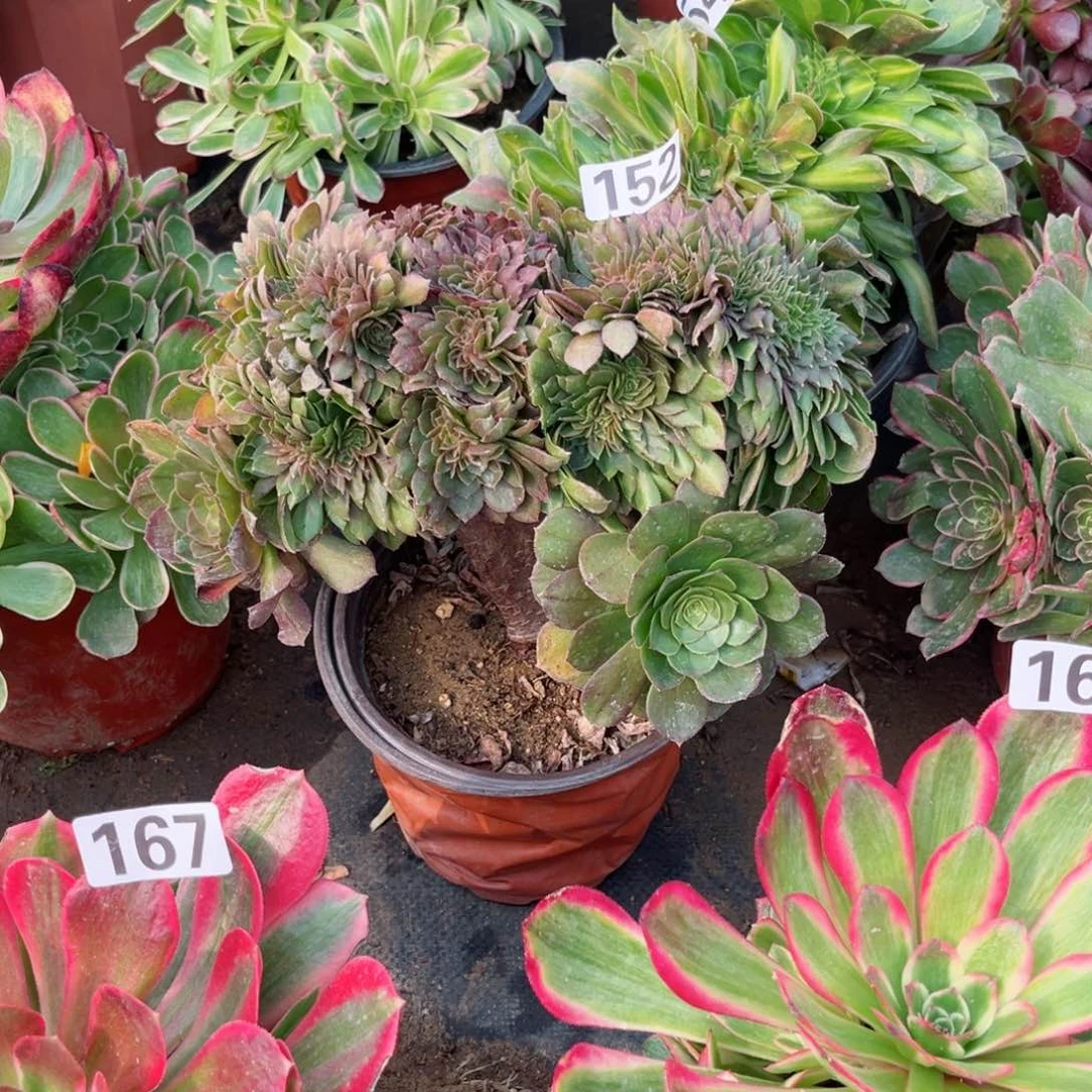 152万圣节缀化多肉