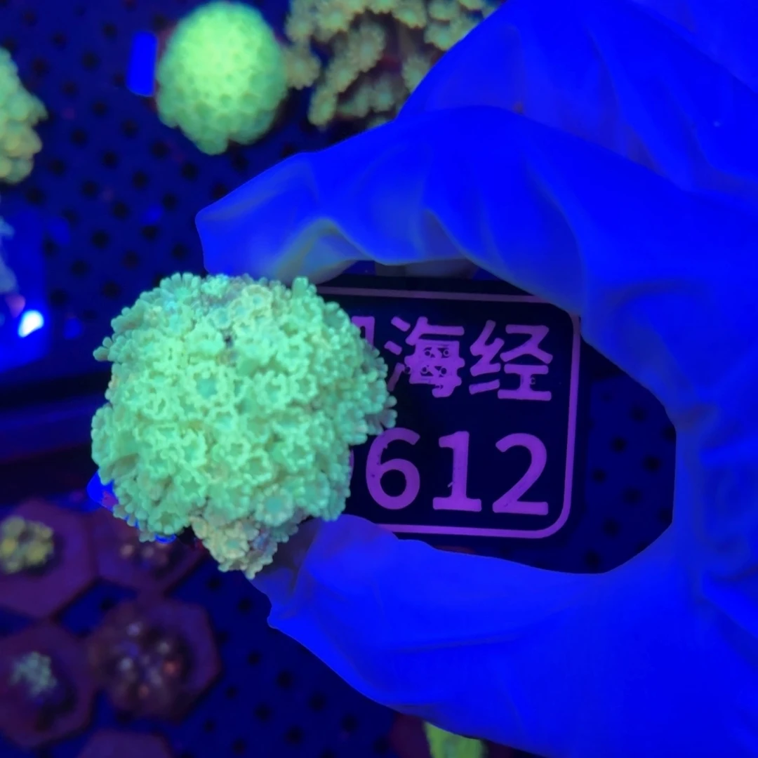 阳***城纽扣珊瑚又又不包邮脱藻幻彩茉莉D612