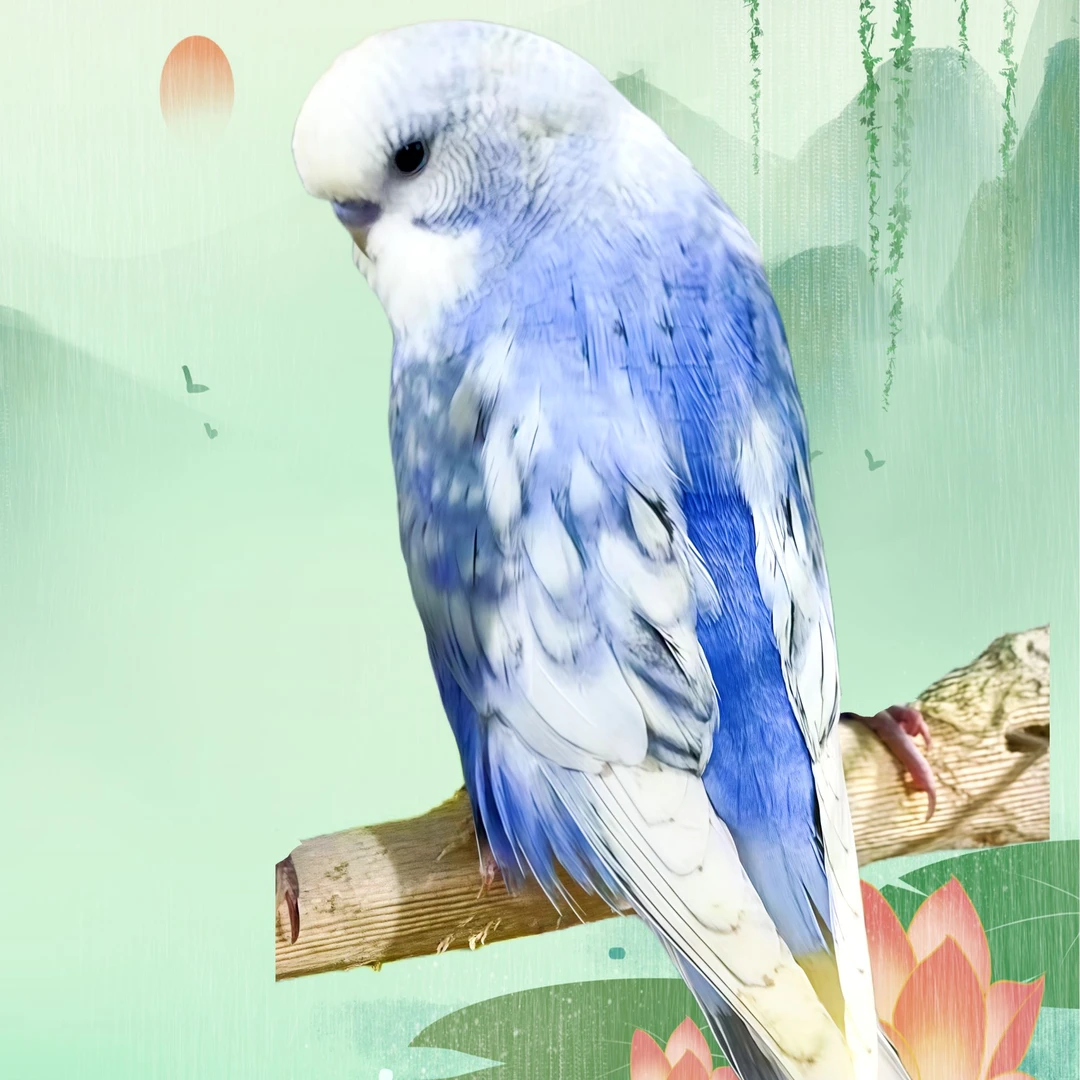 台血虎皮大头鹦鹉活体宠物鸟