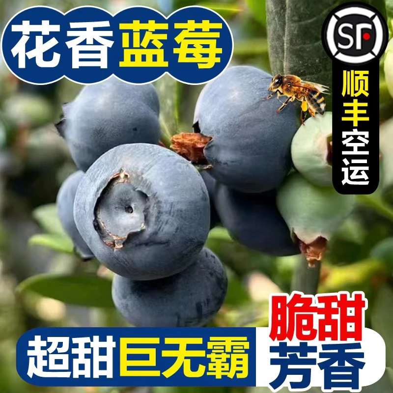 云南M25花香蓝莓现摘新鲜水果孕妇妈妈甜莓宝宝辅食礼盒顺丰空运