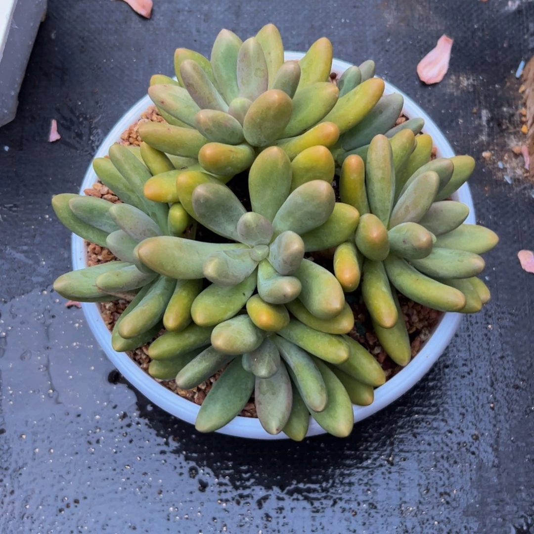 娇***娇糖果自然群多肉植物