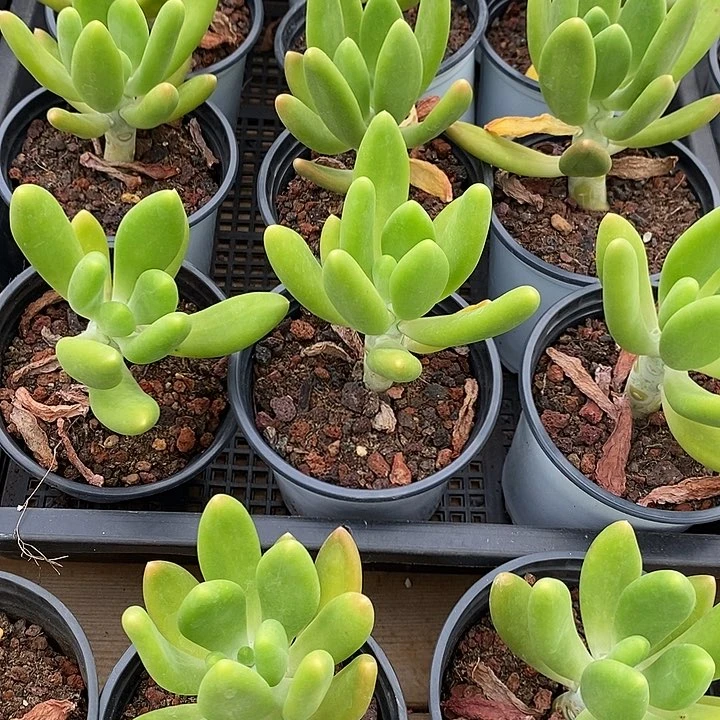 团。金蟾。福利多多