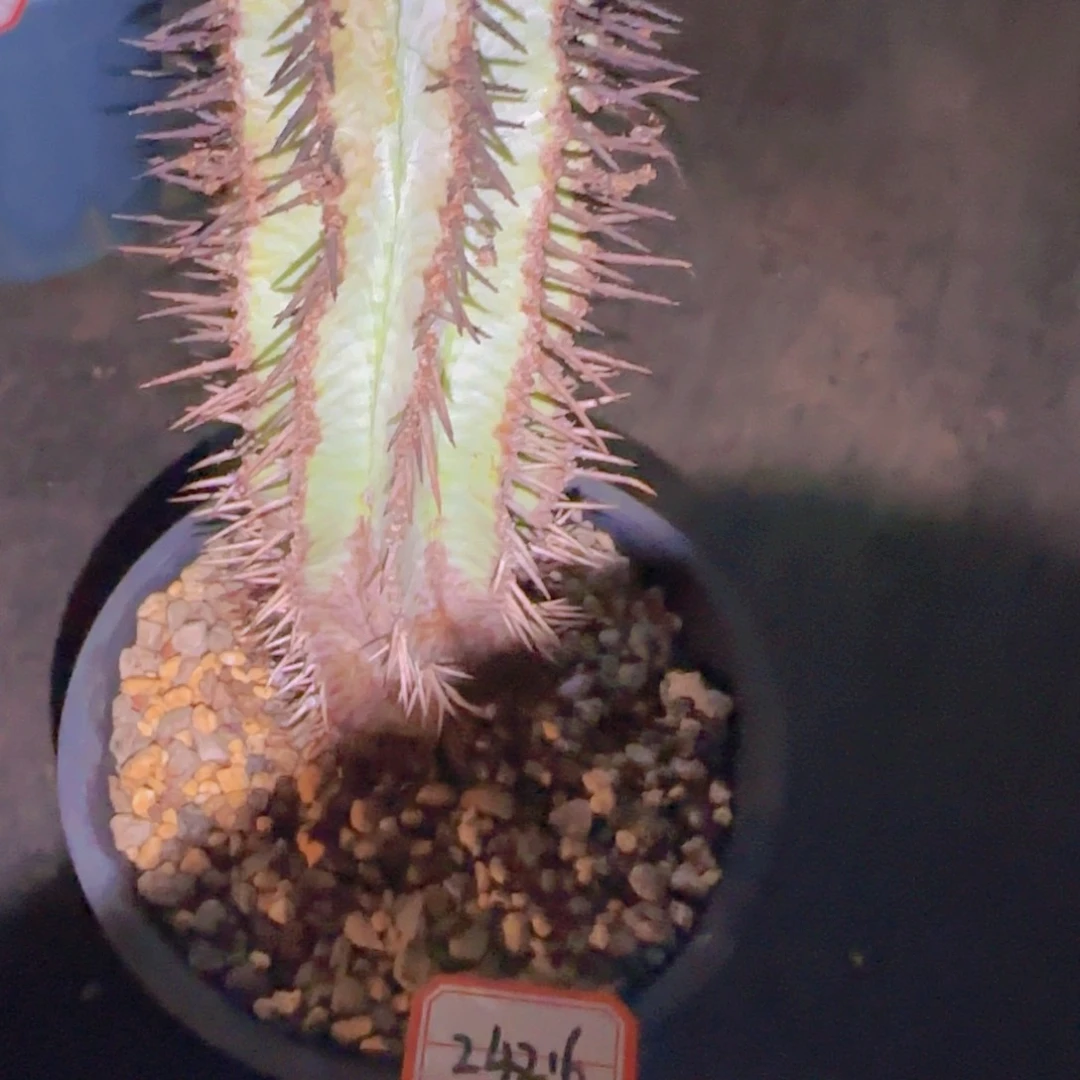 ?*块根植物块茎植物