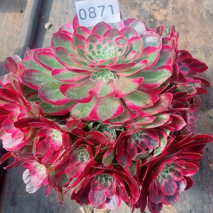 孔雀翎特价多肉发货