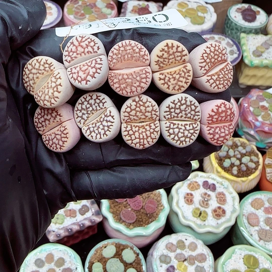 生石花18包邮0913-280