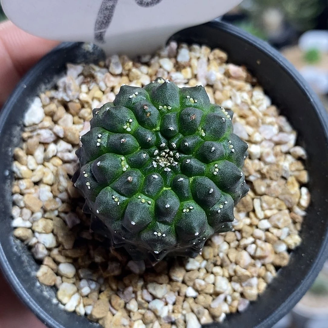 裸萼大戟70号3.5cm