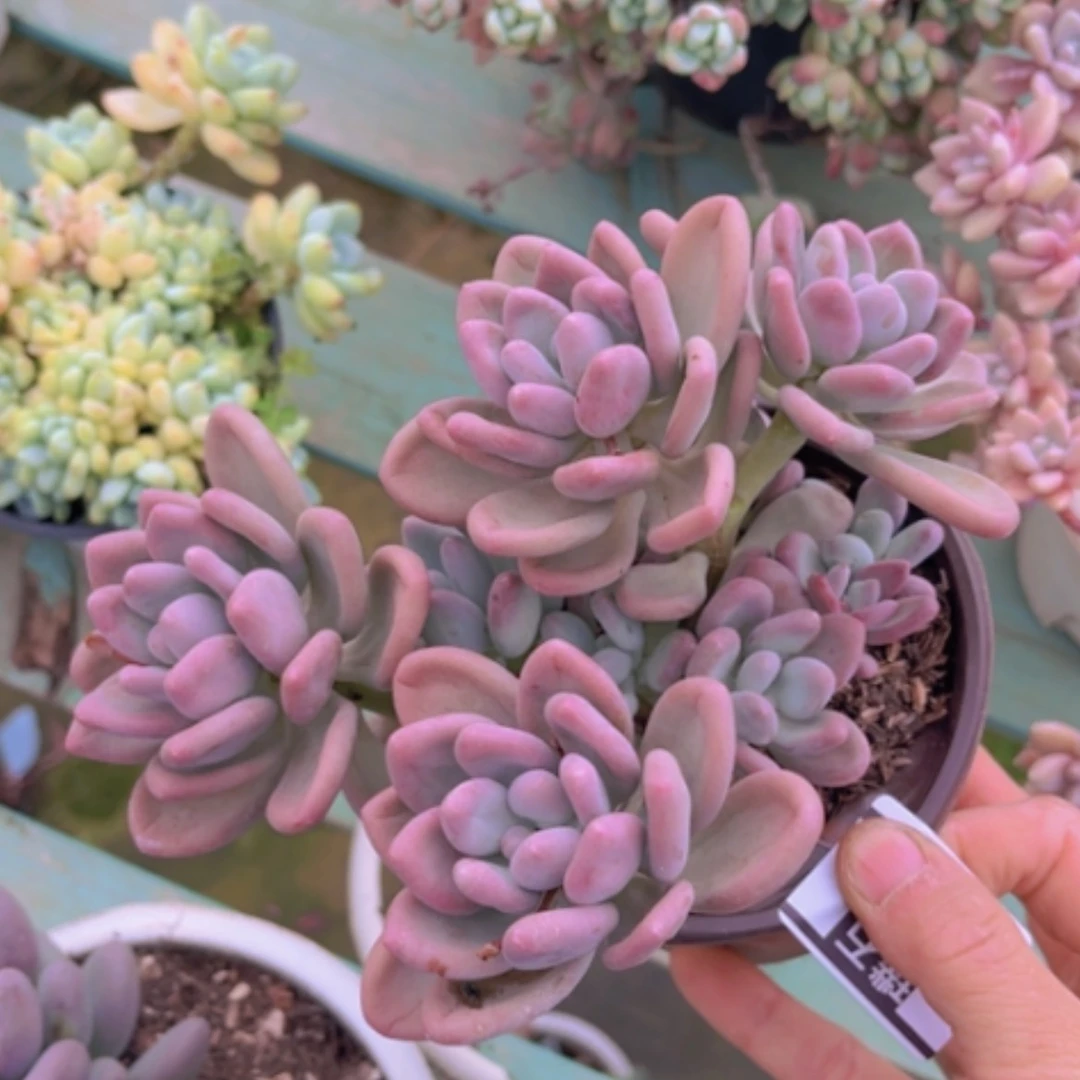 【闪购商品】奥普杂奶酪0457