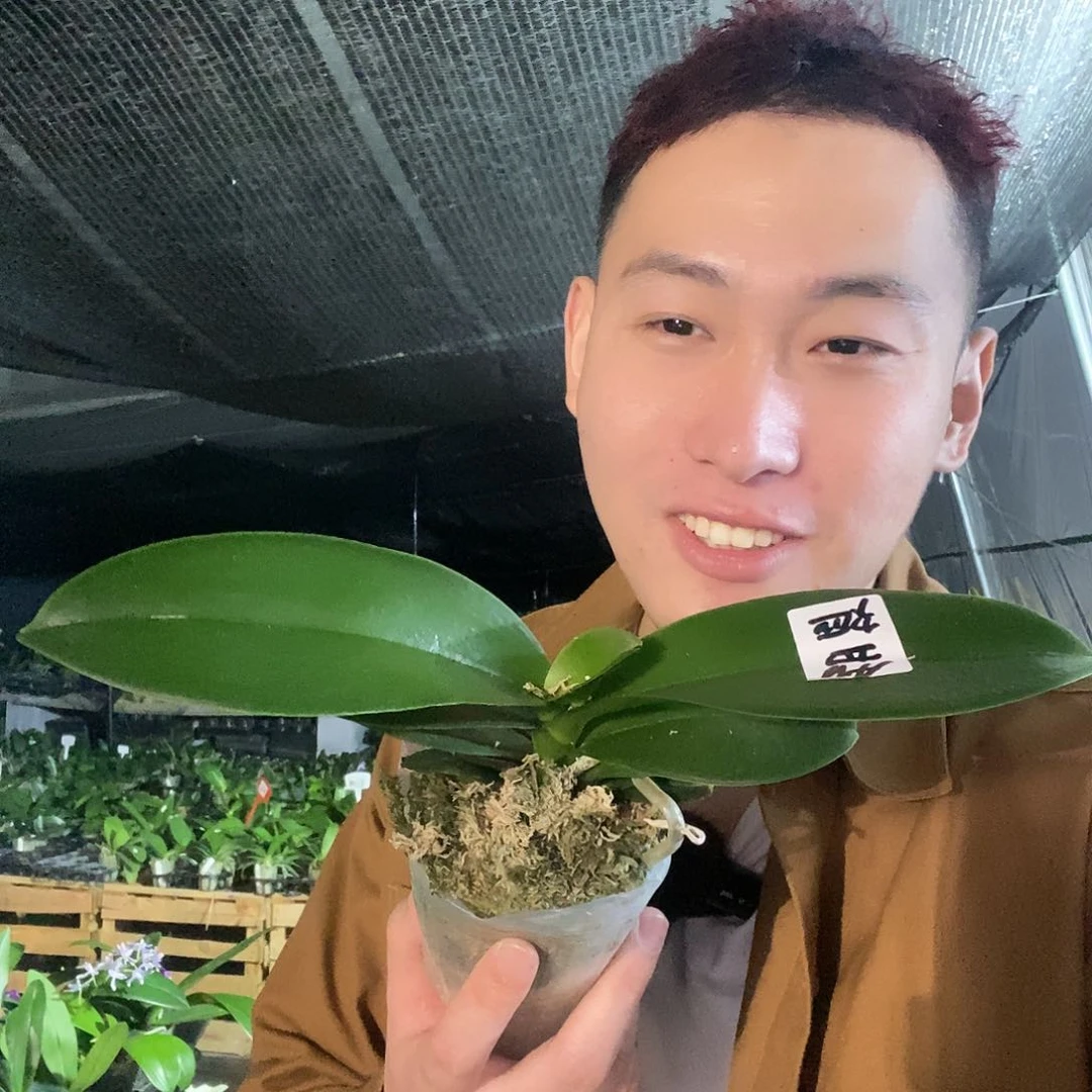 无花朵甜筒蝴蝶兰