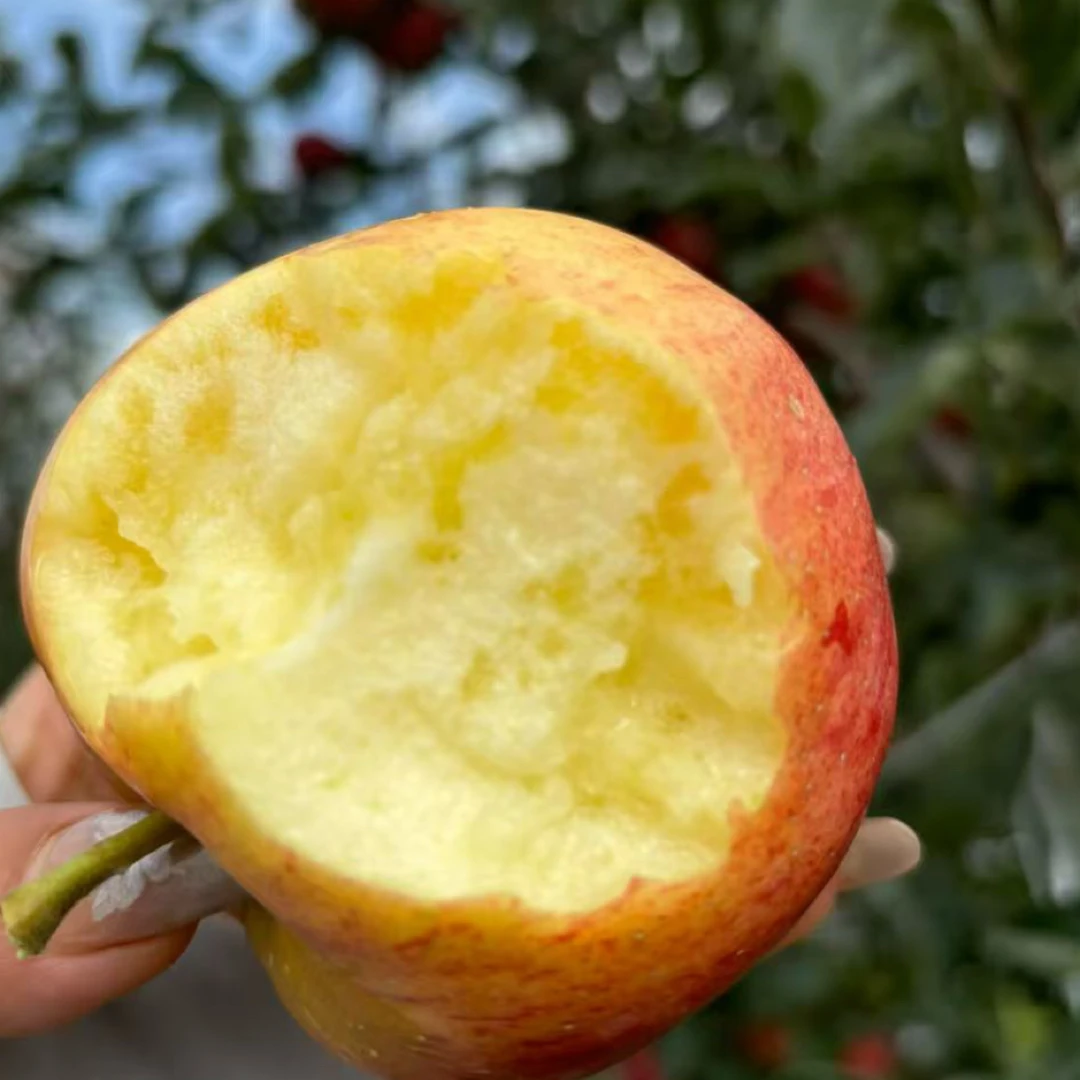 昭通冰糖心红露丑苹果2025年当季新鲜冰糖心现摘脆甜多汁产地直发