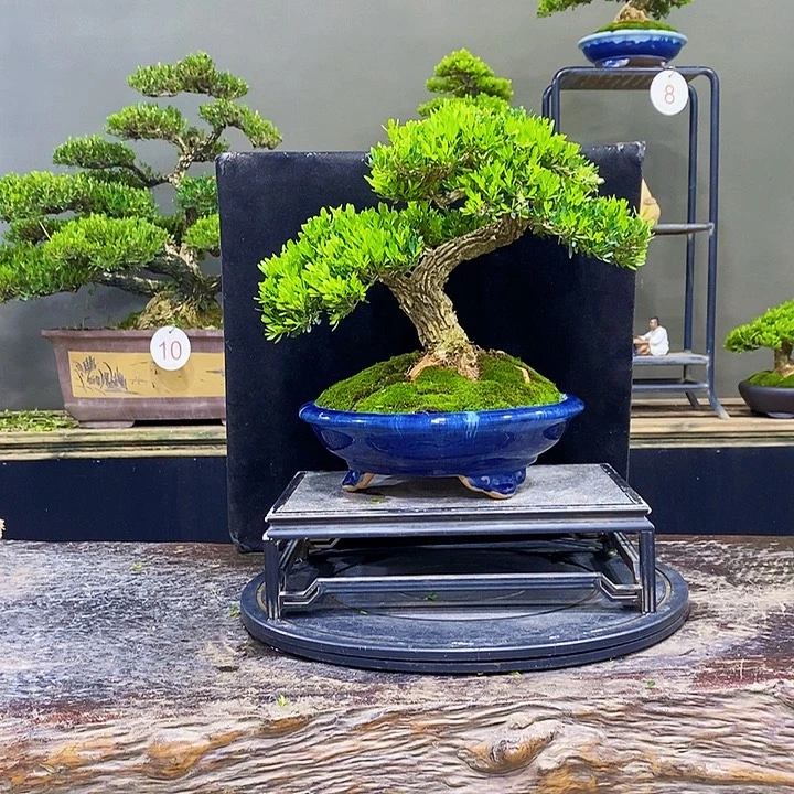 无花朵黄杨盆景四季常青