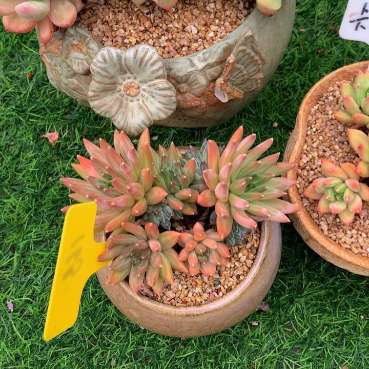 心***飞多肉植物72727273727373¥