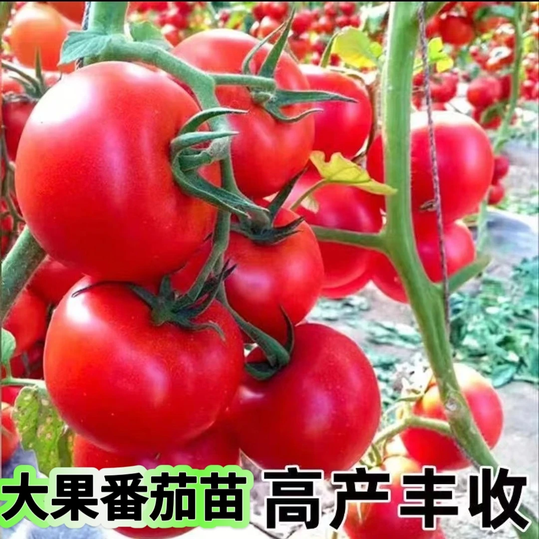 高产穴盘番茄苗圣女果苗樱桃番茄苗西红柿秧苗阳台地栽苗四季种植