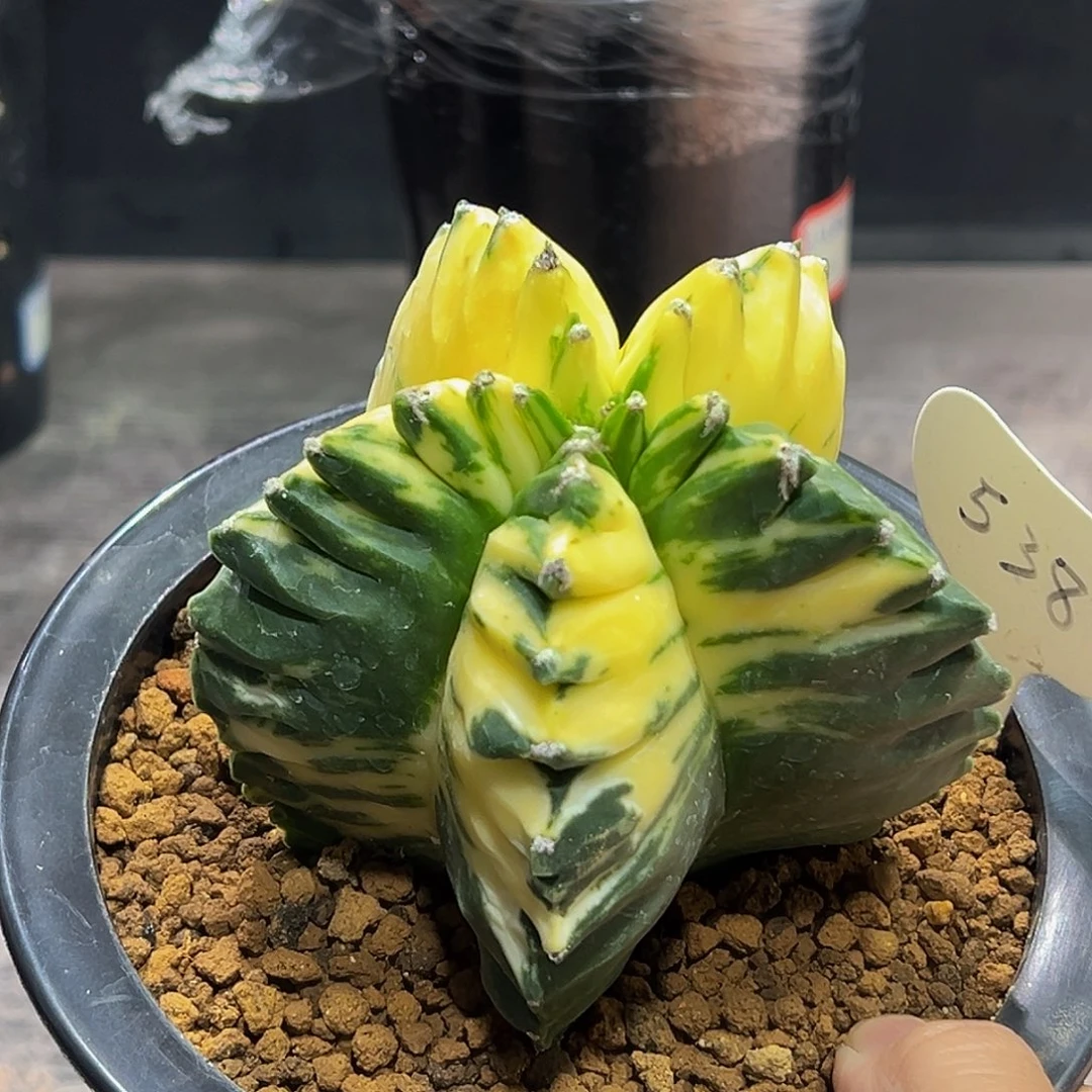 龟甲鸾凤玉锦88888888