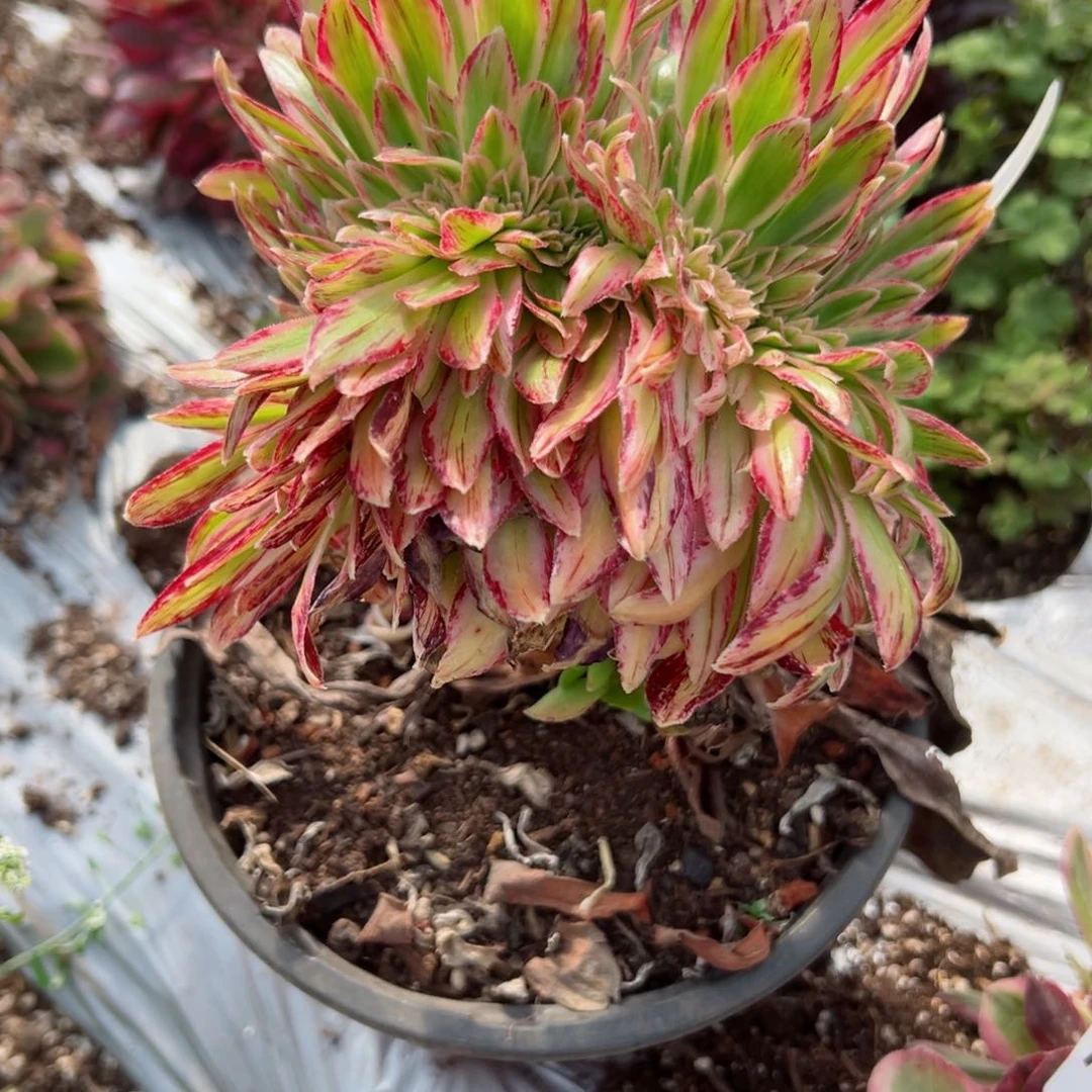 我7201 号多肉法师新年特价