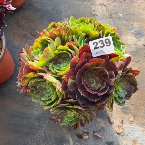 239花月夜朵朵多肉，