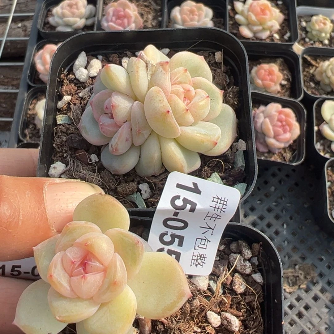 转***喔小卡拉米糖心一物一拍15-55