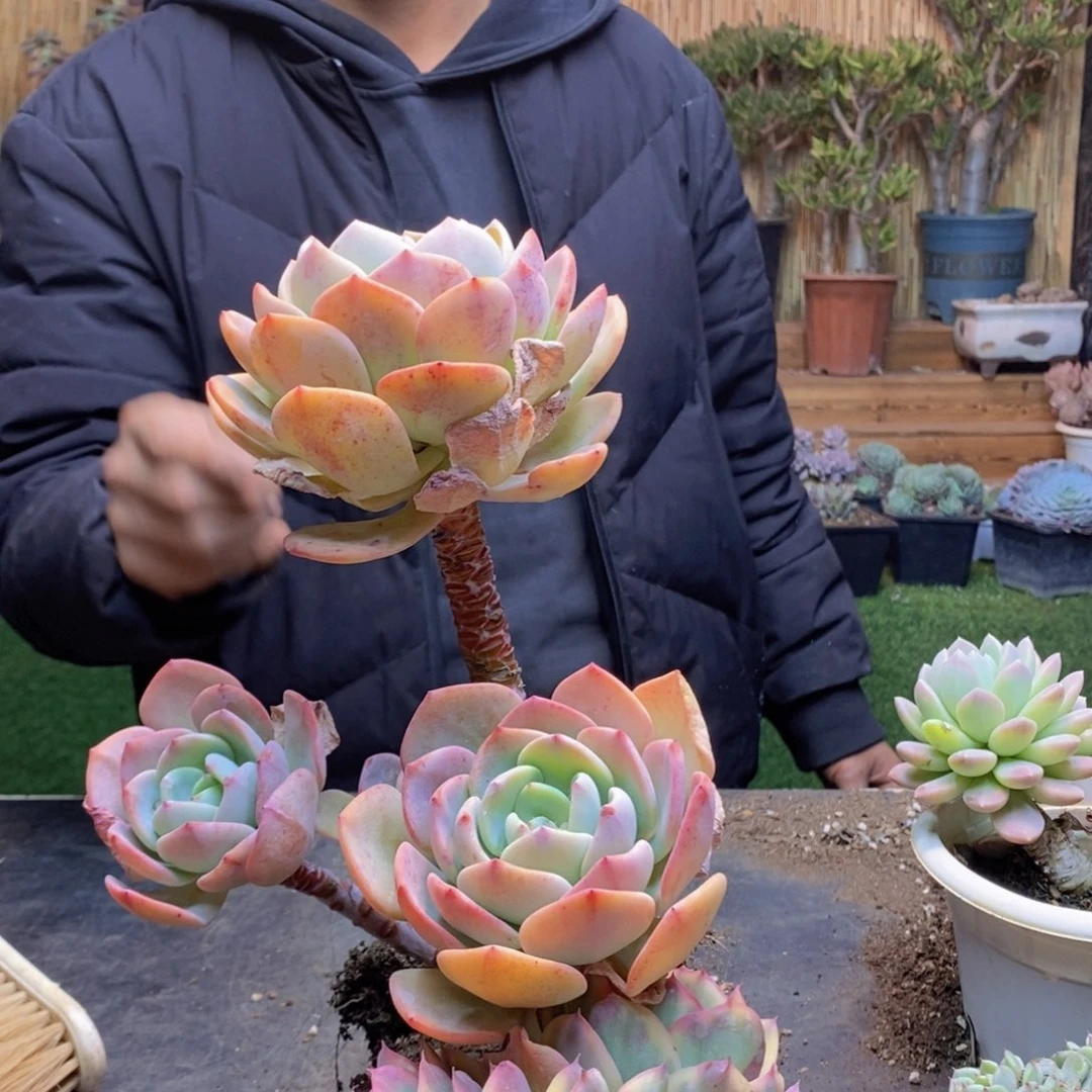 ?****杨D272号白月光多肉