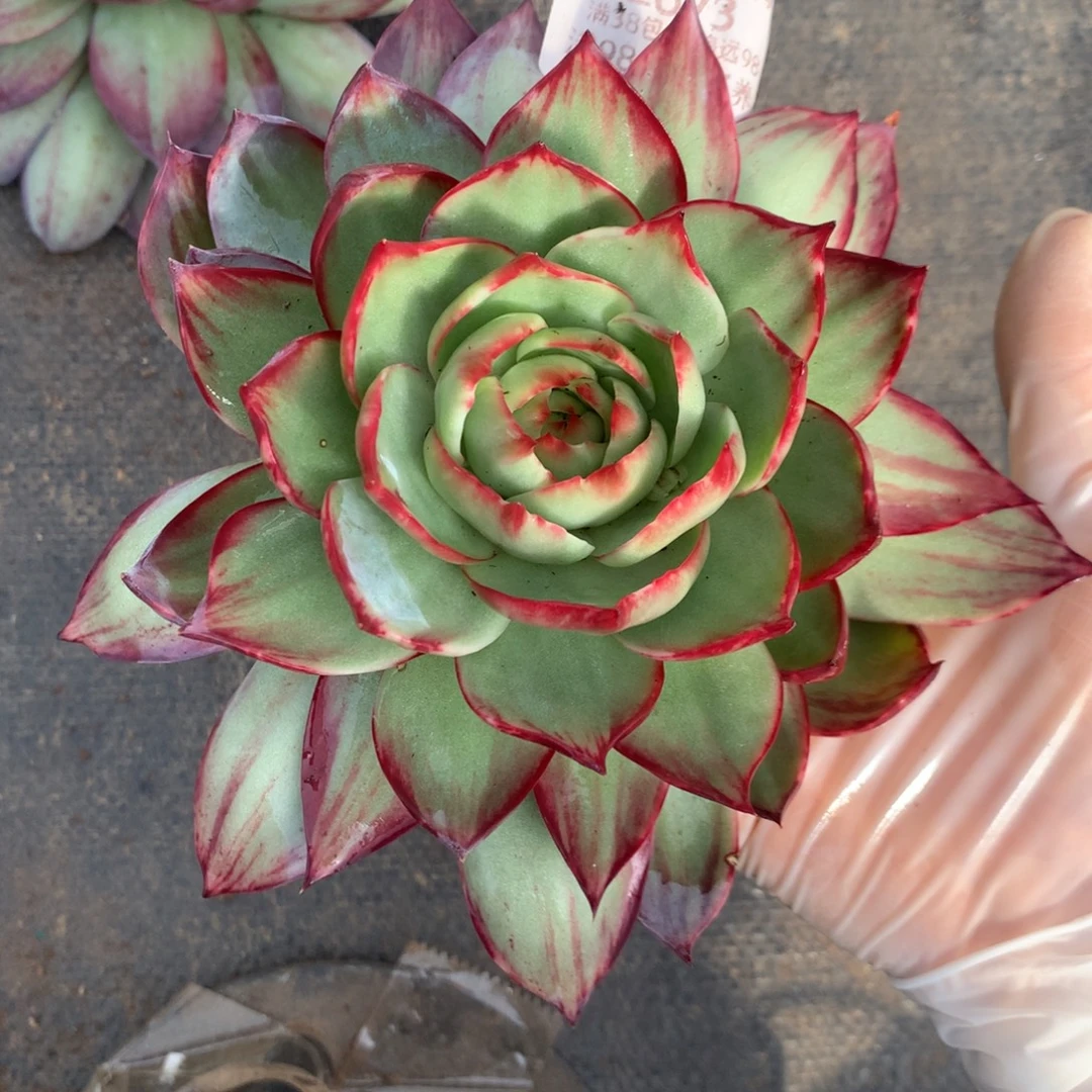 2673号多肉植物惊鸿16