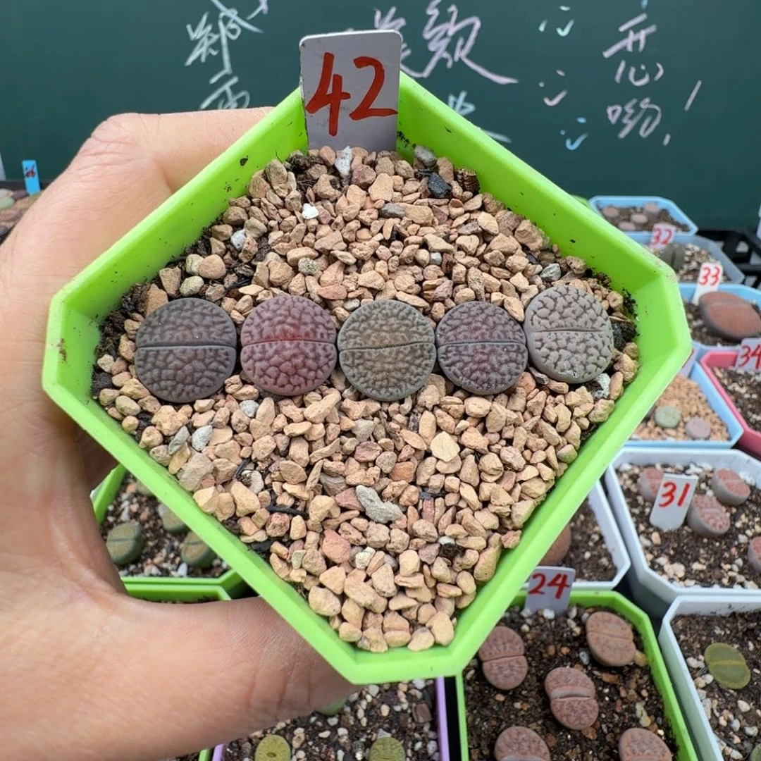 奥利奥彩套带盆土发货42