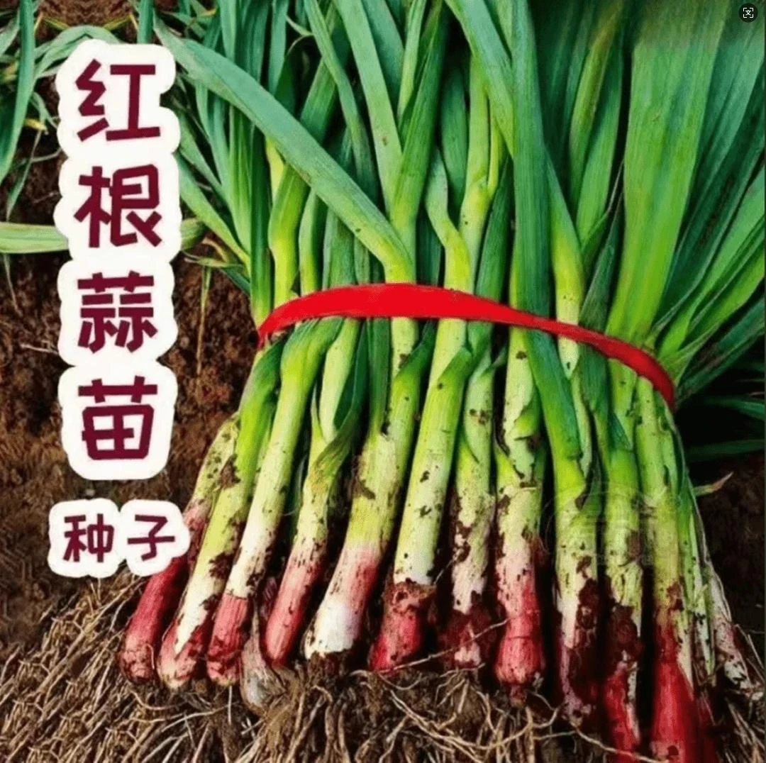 红根蒜苗种子红根香蒜硬叶蒜苗一年四季三茬连续均可种植蒜苗种籽商品图