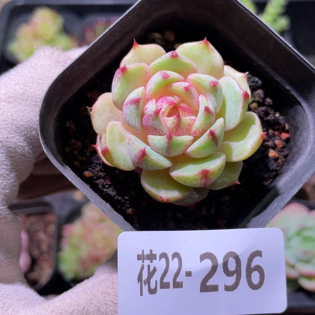 花利美22-296苯巴蒂斯