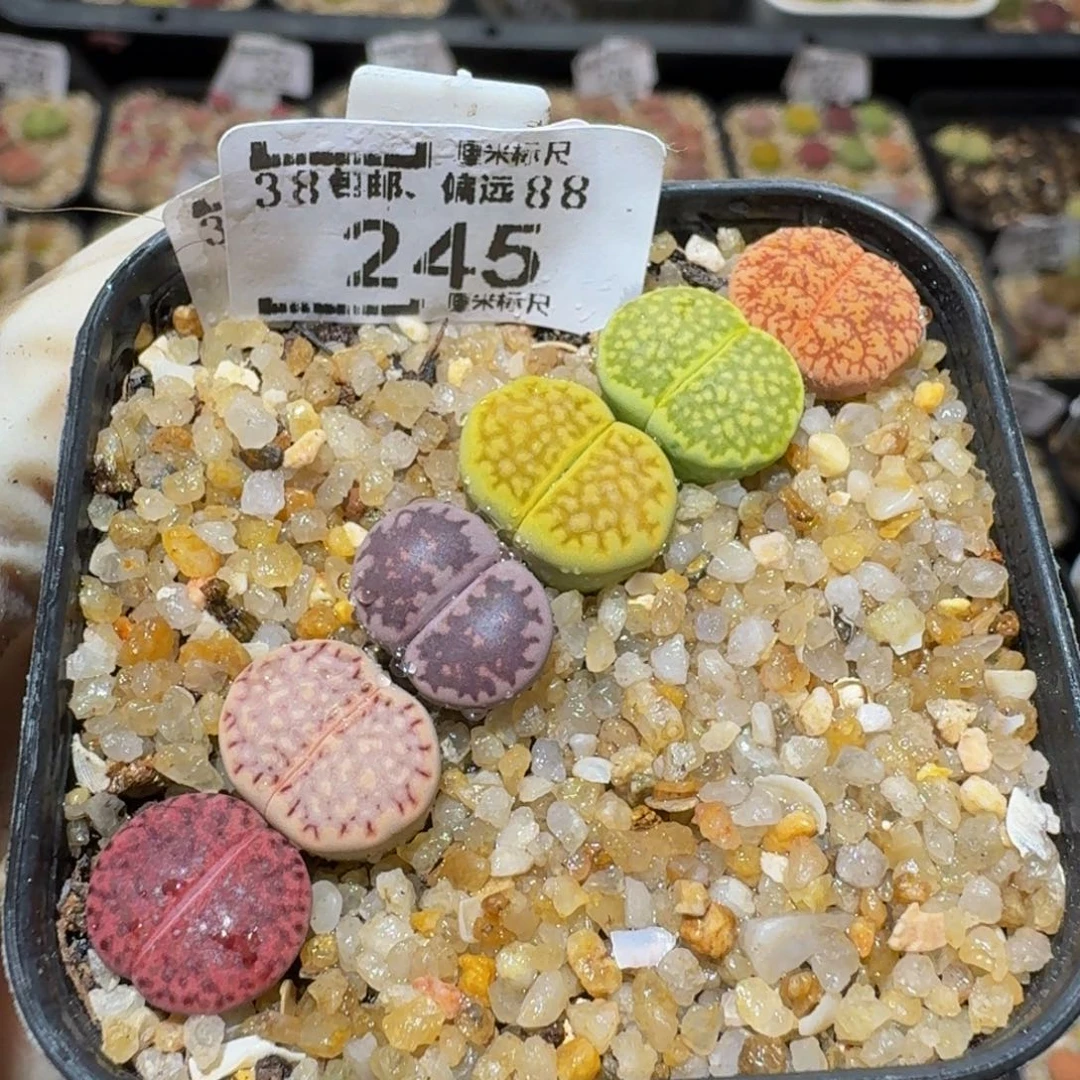 Ssss生石花肉锥245