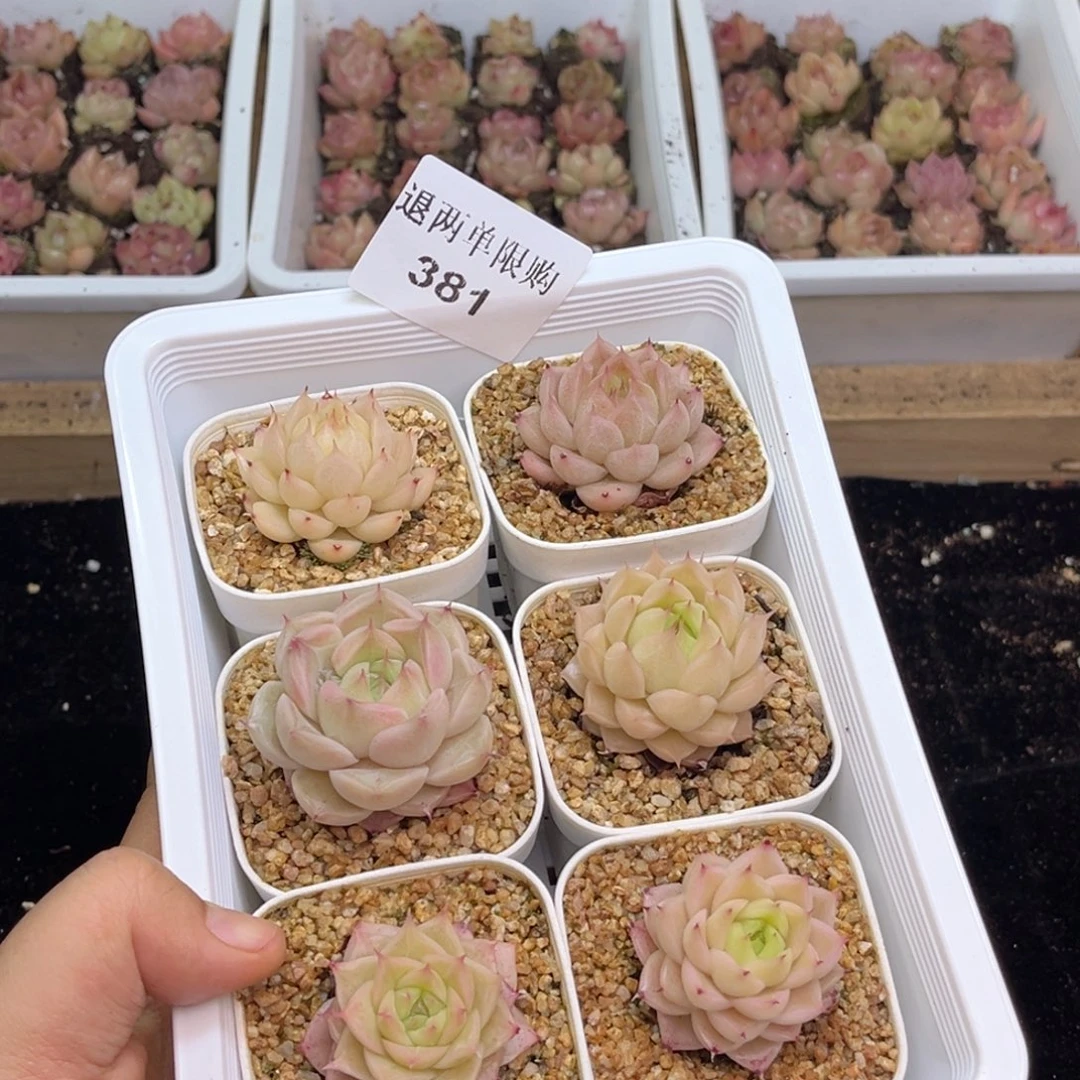 381 新疆西藏内蒙不发货