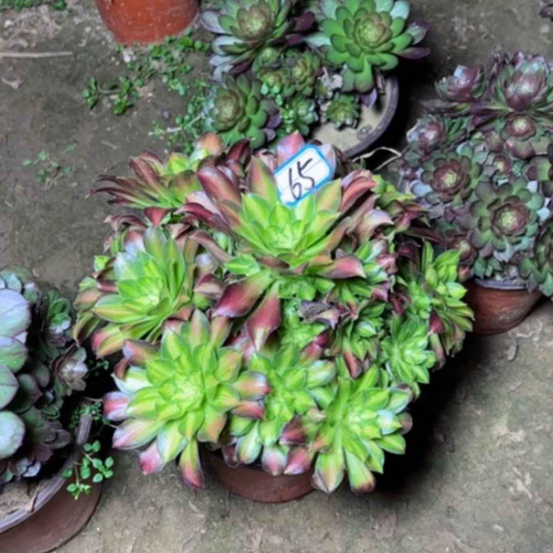 【闪购商品】?****多肉植物绍华65