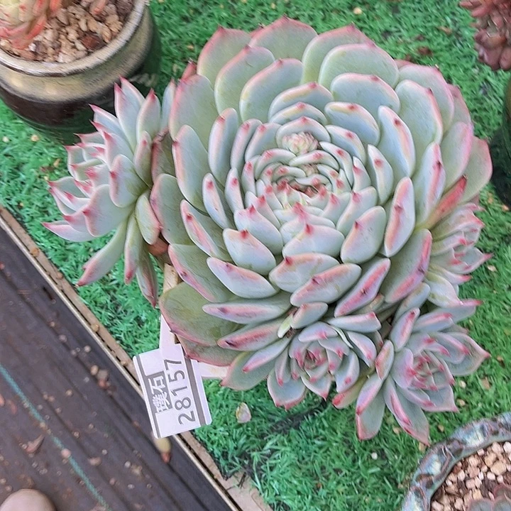 吉娃娃28158多肉植物