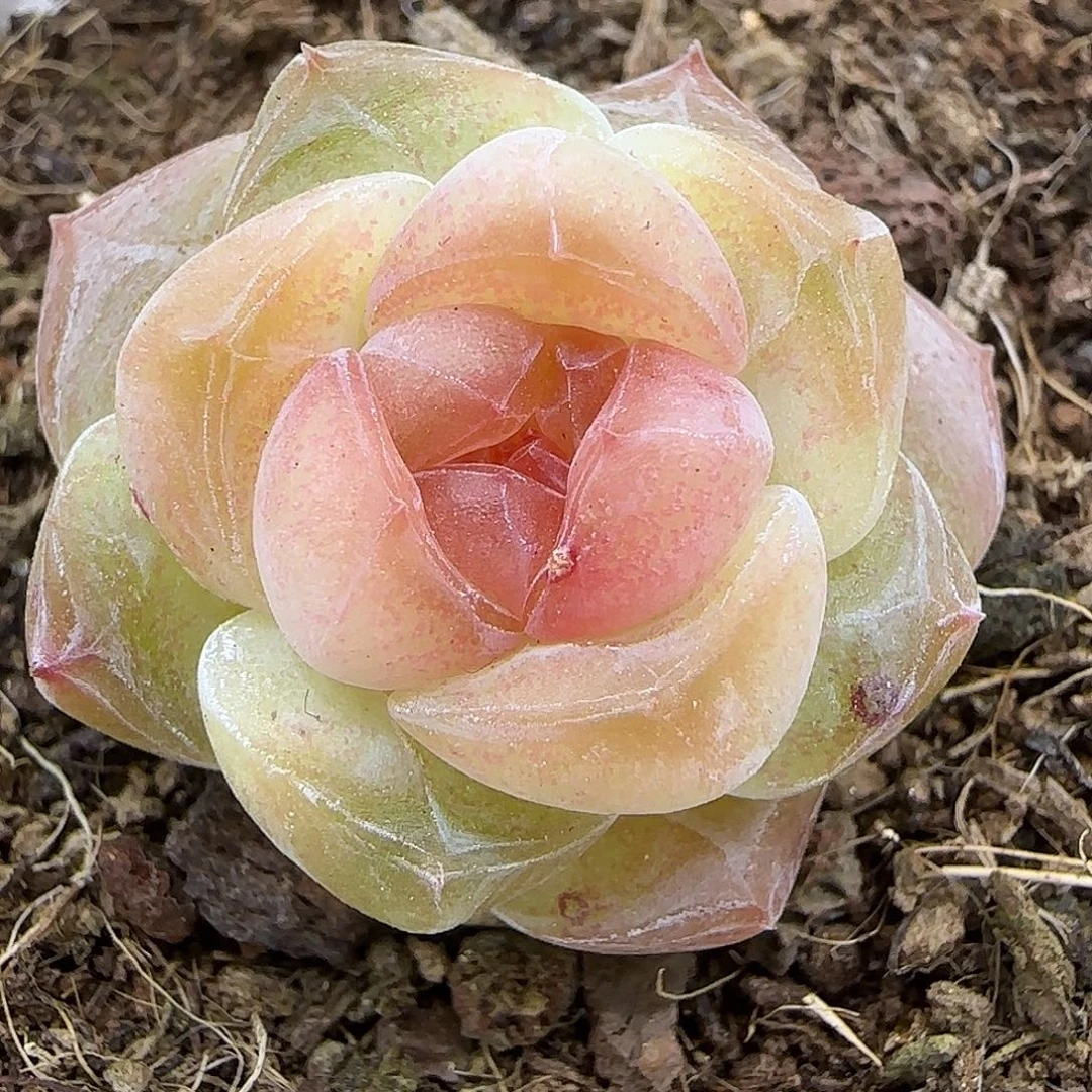 310三公分【肉肉尺寸1-2厘米很小介意勿拍】