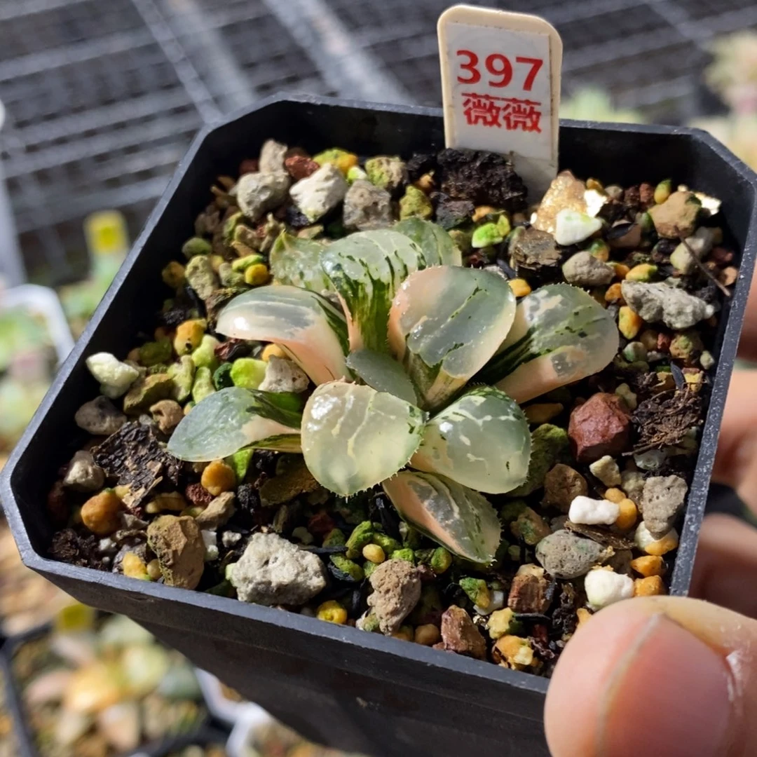 397号沁影锦多肉植物