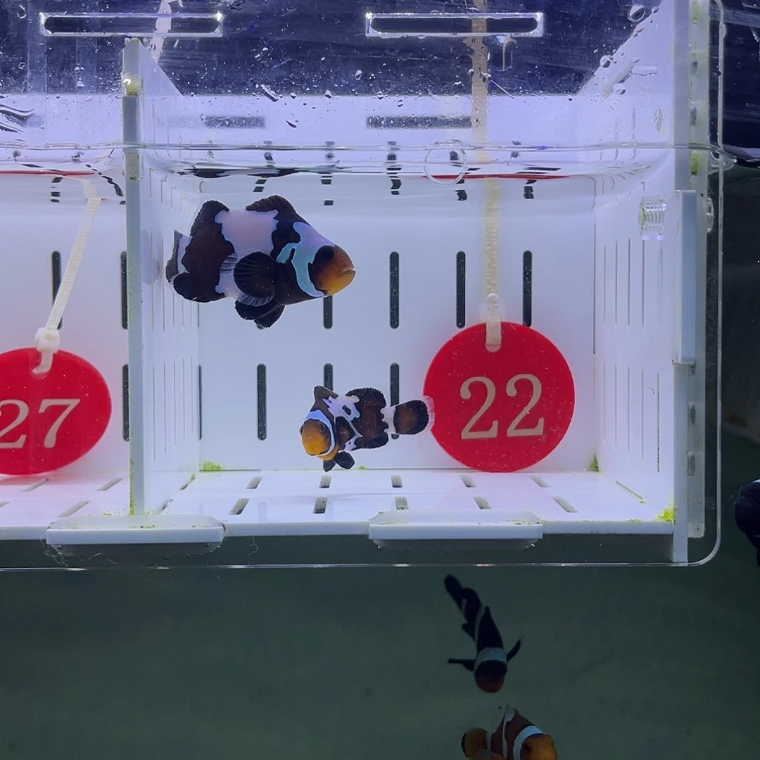 海水鱼海水观赏鱼4-5