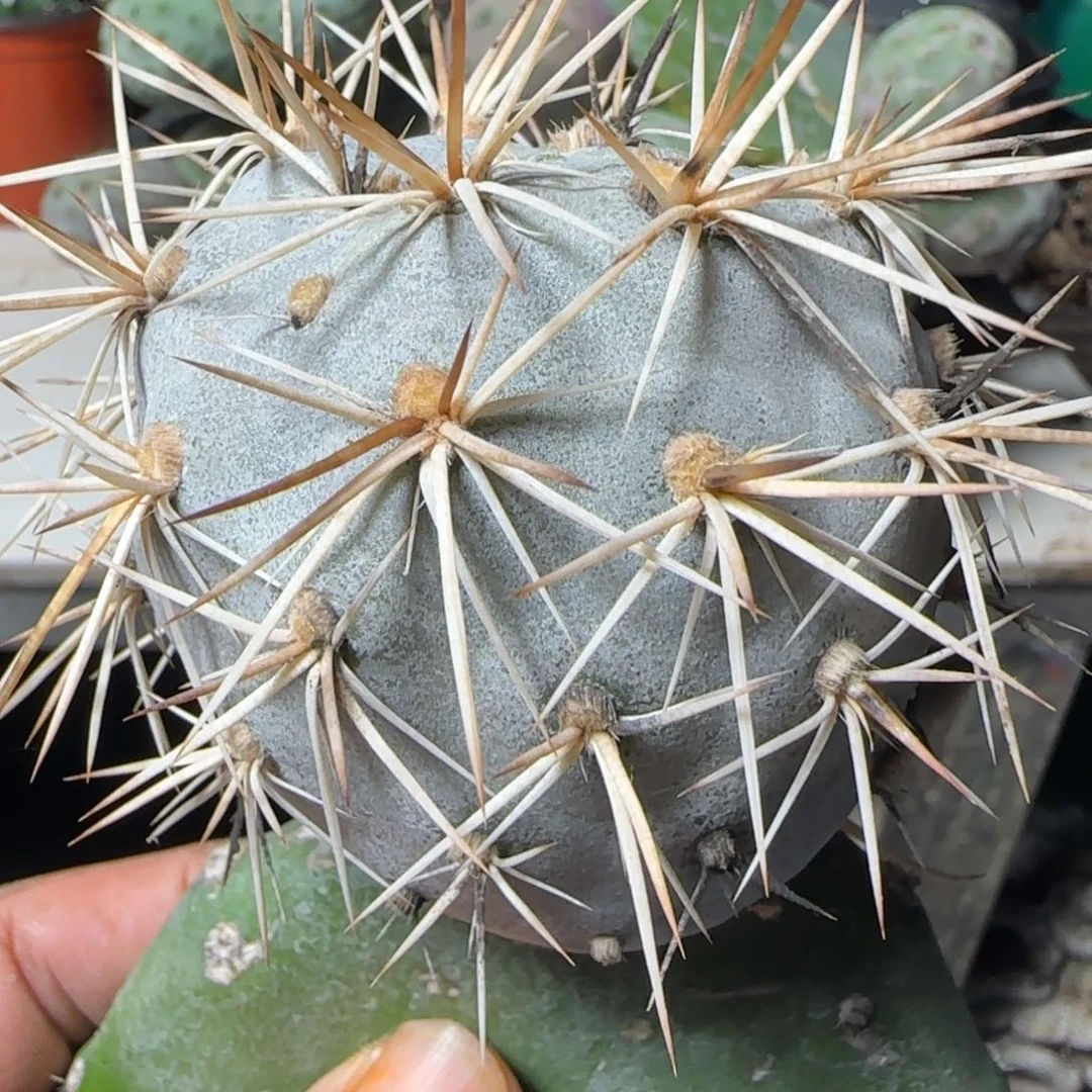 无花朵螺丝纹水牛角金刺带掌