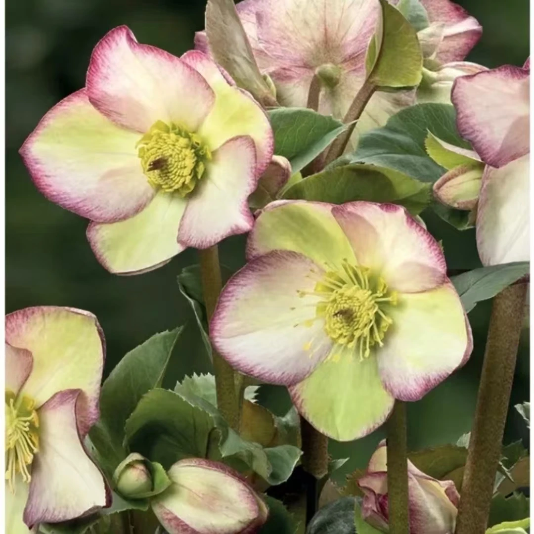 铁筷子碎花裙 (棕色盆) 玫瑰耐寒耐阴花期长  云南鲜花绿植