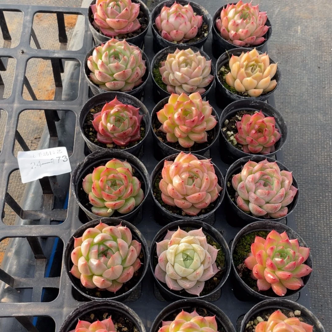 一物一拍18颗24-173