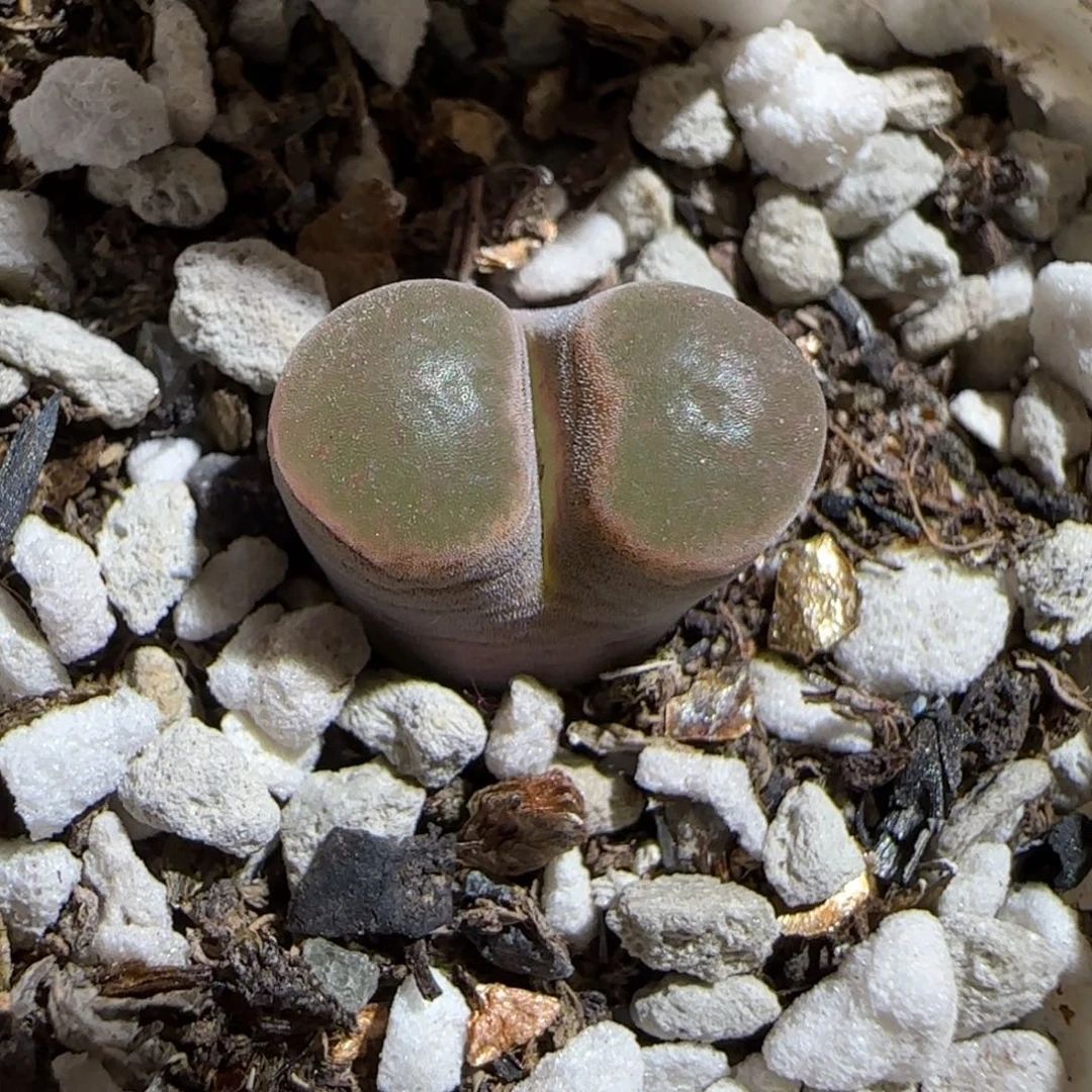 肉锥多肉植物组合-1516