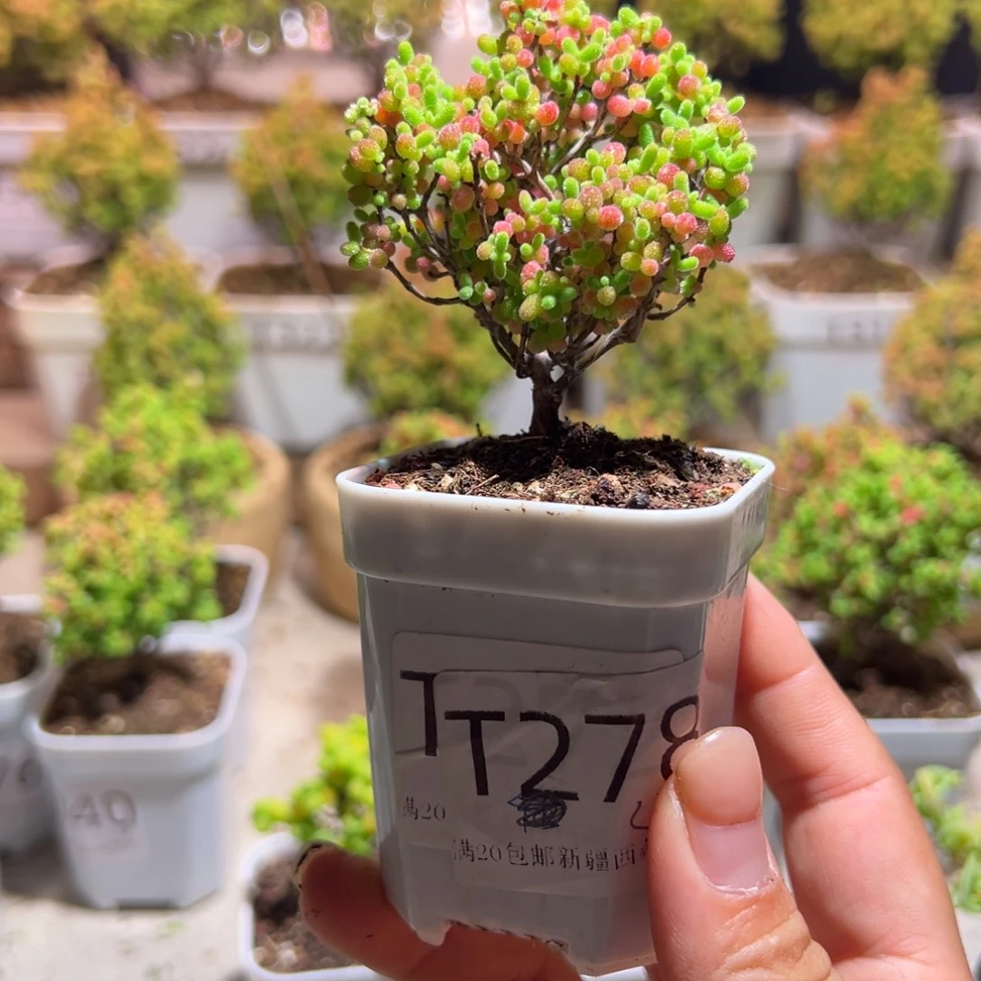 278蜜橘带盆土发货一物一拍