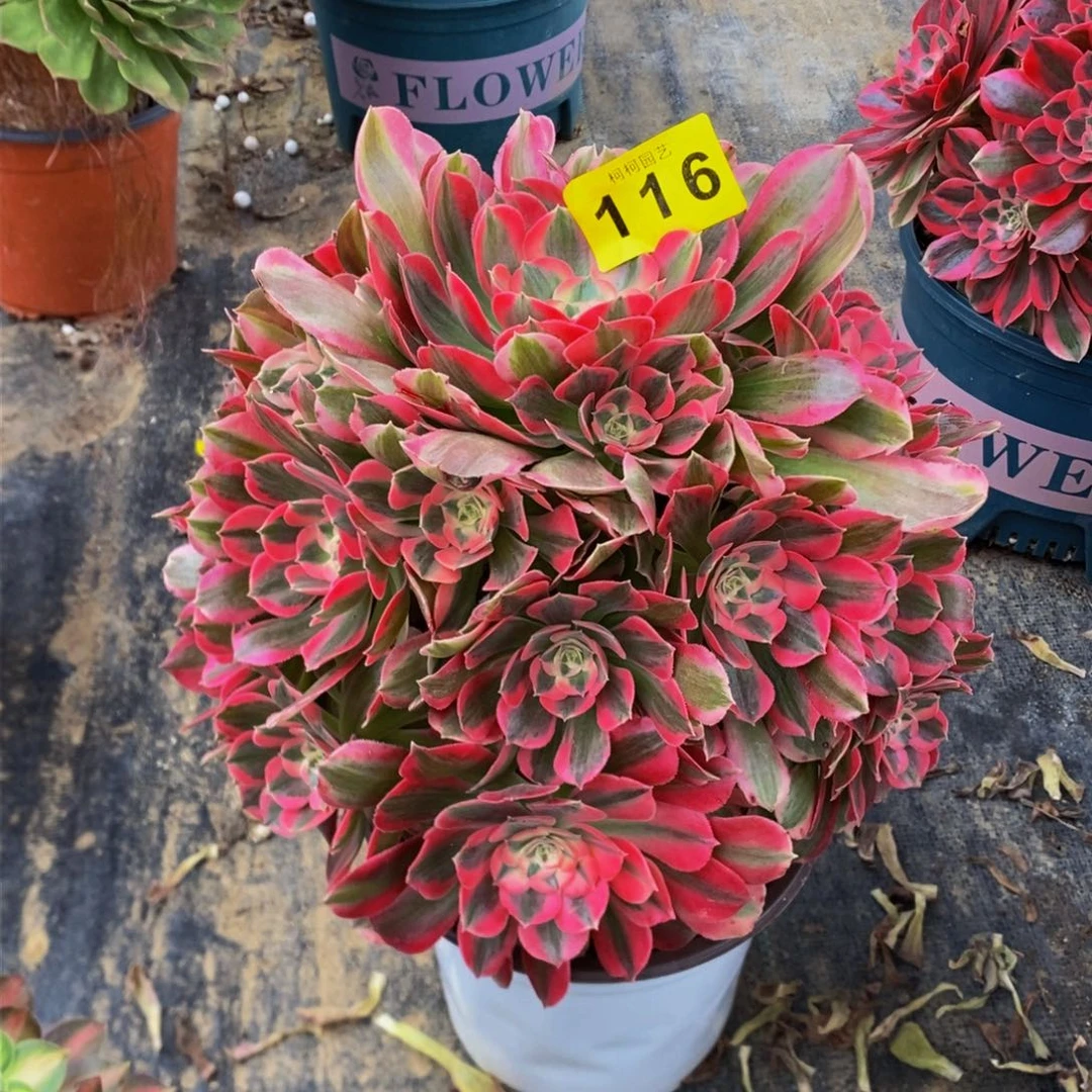 冬*姐多肉0000116粉女郎